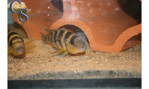 Neolamprologus sexfasciatus Gold